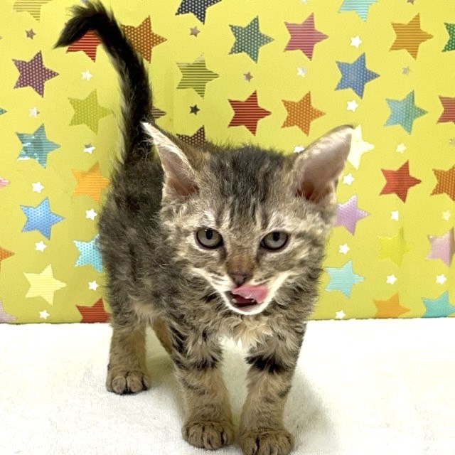 東京都のセルカークレックス (かねだい足立店/2025年4月25日生まれ/男の子/ブラウンタビー)の子猫の1枚目の画像