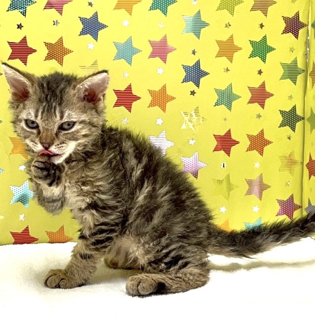 東京都のセルカークレックス (かねだい足立店/2025年4月25日生まれ/男の子/ブラウンタビー)の子猫の3枚目の画像