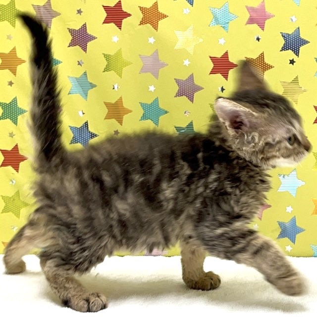東京都のセルカークレックス (かねだい足立店/2025年4月25日生まれ/男の子/ブラウンタビー)の子猫の4枚目の画像