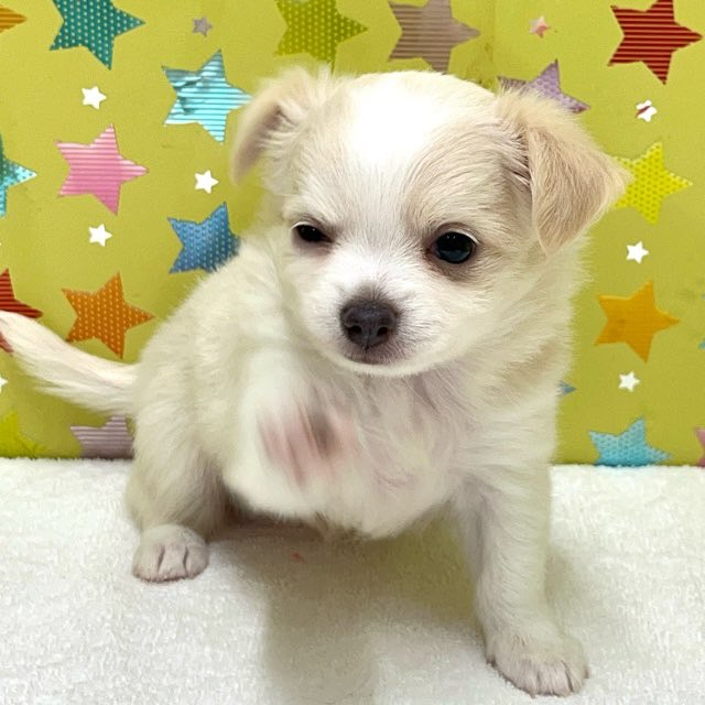 東京都のチワワ(ロング) (かねだい足立店/2025年5月10日生まれ/女の子/ホワイトクリーム)の子犬の2枚目の画像
