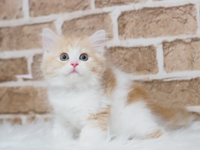 埼玉県のミヌエット (かねだい戸田店/2025年5月9日生まれ/男の子/レッドタビーホワイト)の子猫の2枚目の画像