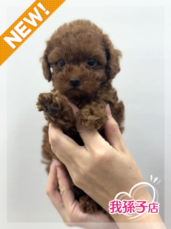 千葉県のトイプードル(トイ) (かねだい我孫子店/2025年5月10日生まれ/男の子/レッド)の子犬の1枚目の画像