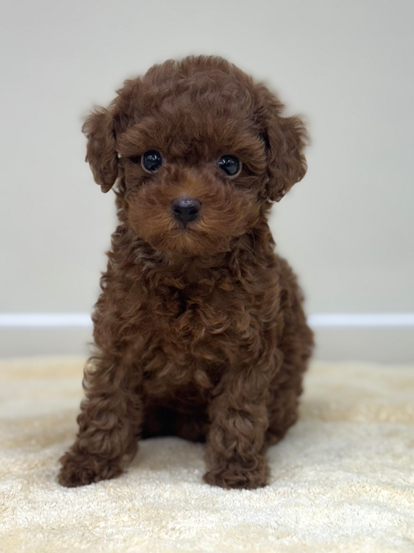 千葉県のトイプードル(トイ) (かねだい我孫子店/2025年5月10日生まれ/男の子/レッド)の子犬の2枚目の画像