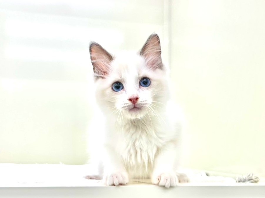 東京都のラグドール (かねだい本町田店/2025年4月5日生まれ/男の子/ブルーポイントバイカラー)の子猫の2枚目の画像