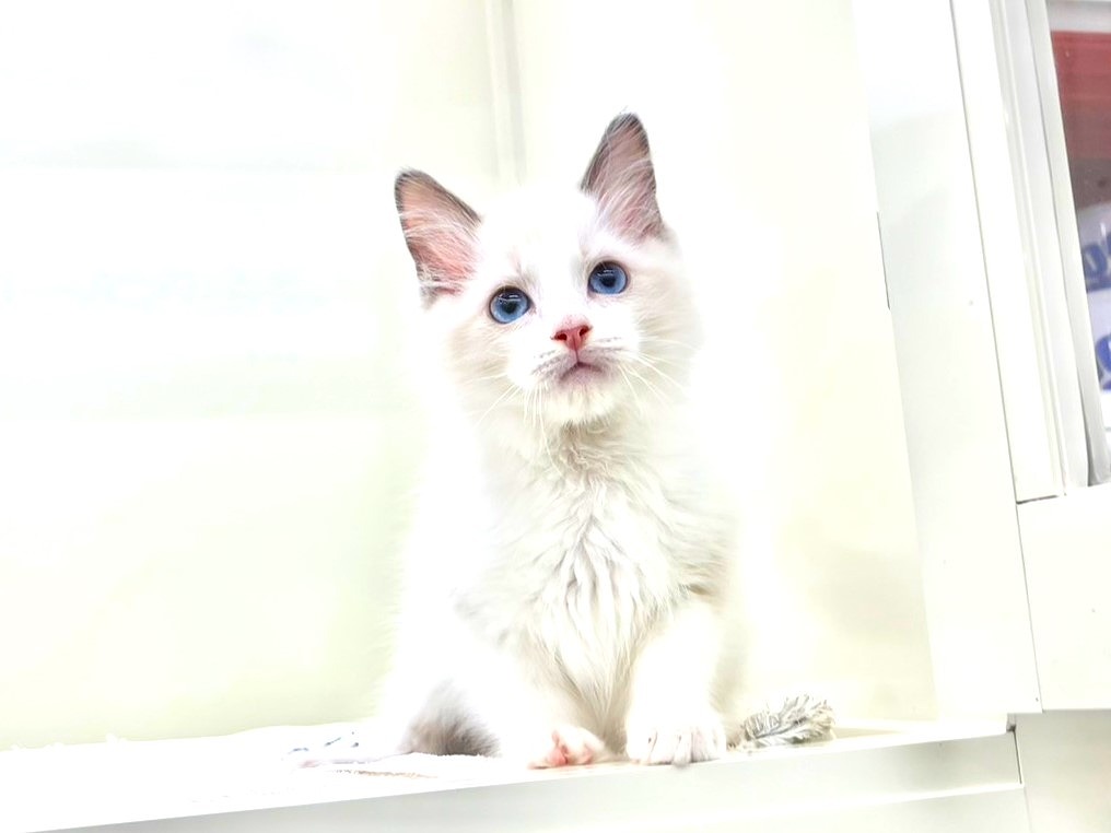 東京都のラグドール (かねだい本町田店/2025年4月5日生まれ/男の子/ブルーポイントバイカラー)の子猫の4枚目の画像