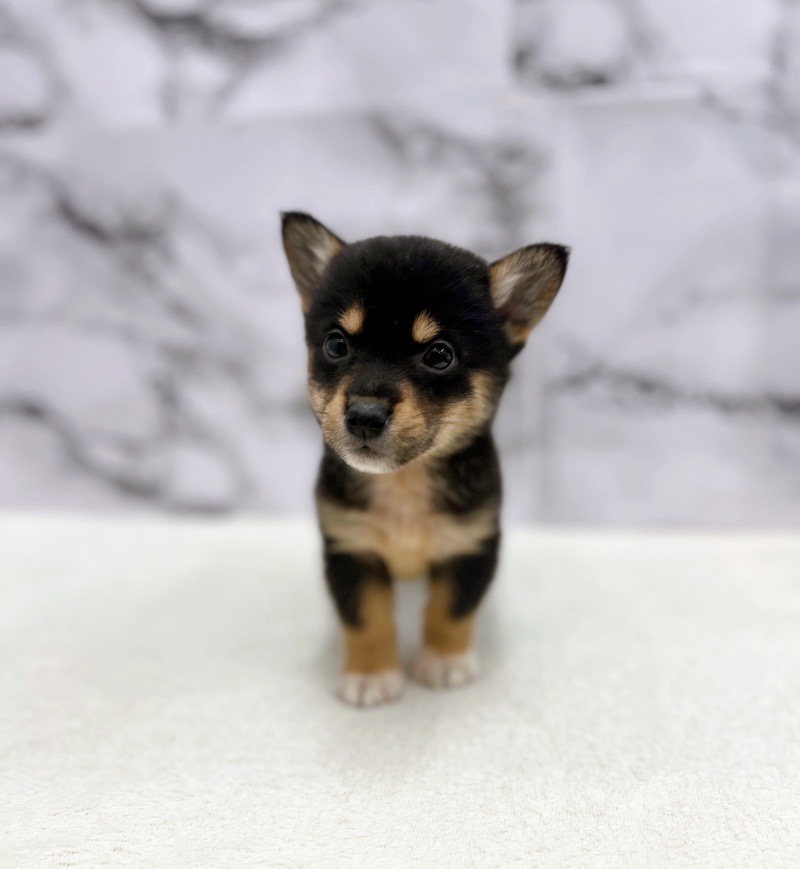 神奈川県のハーフ犬・ミックス犬 (かねだい東戸塚店/2025年5月8日生まれ/女の子/黒)の子犬の1枚目の画像