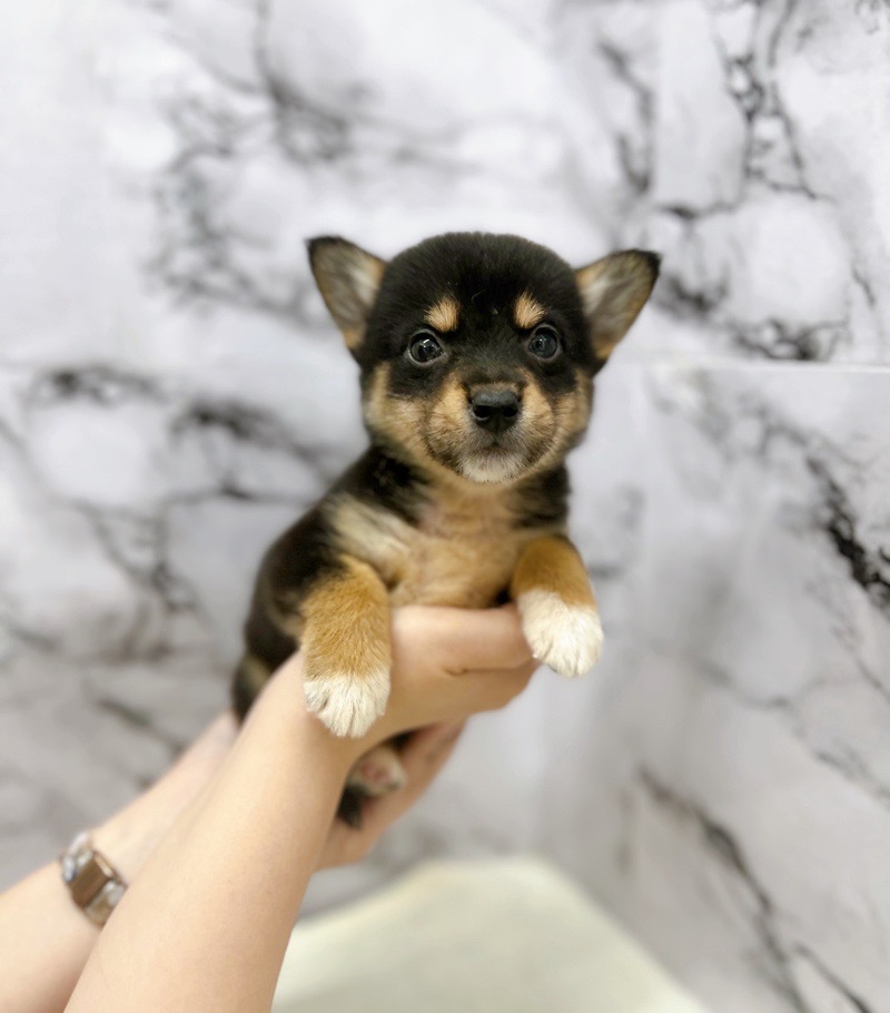 神奈川県のハーフ犬・ミックス犬 (かねだい東戸塚店/2025年5月8日生まれ/女の子/黒)の子犬の2枚目の画像