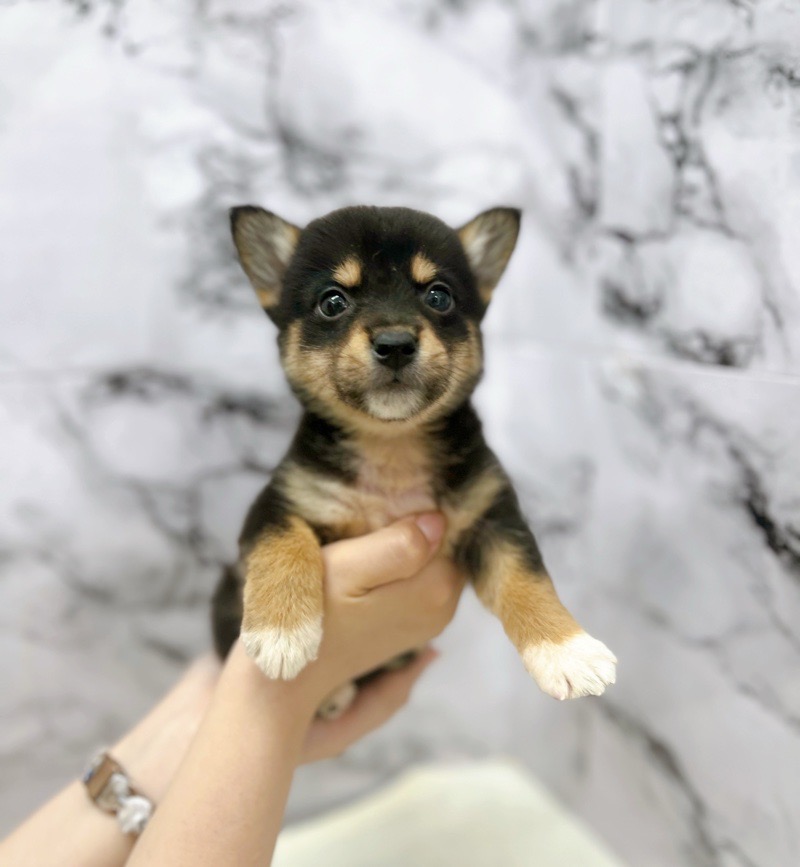 神奈川県のハーフ犬・ミックス犬 (かねだい東戸塚店/2025年5月8日生まれ/女の子/黒)の子犬の3枚目の画像