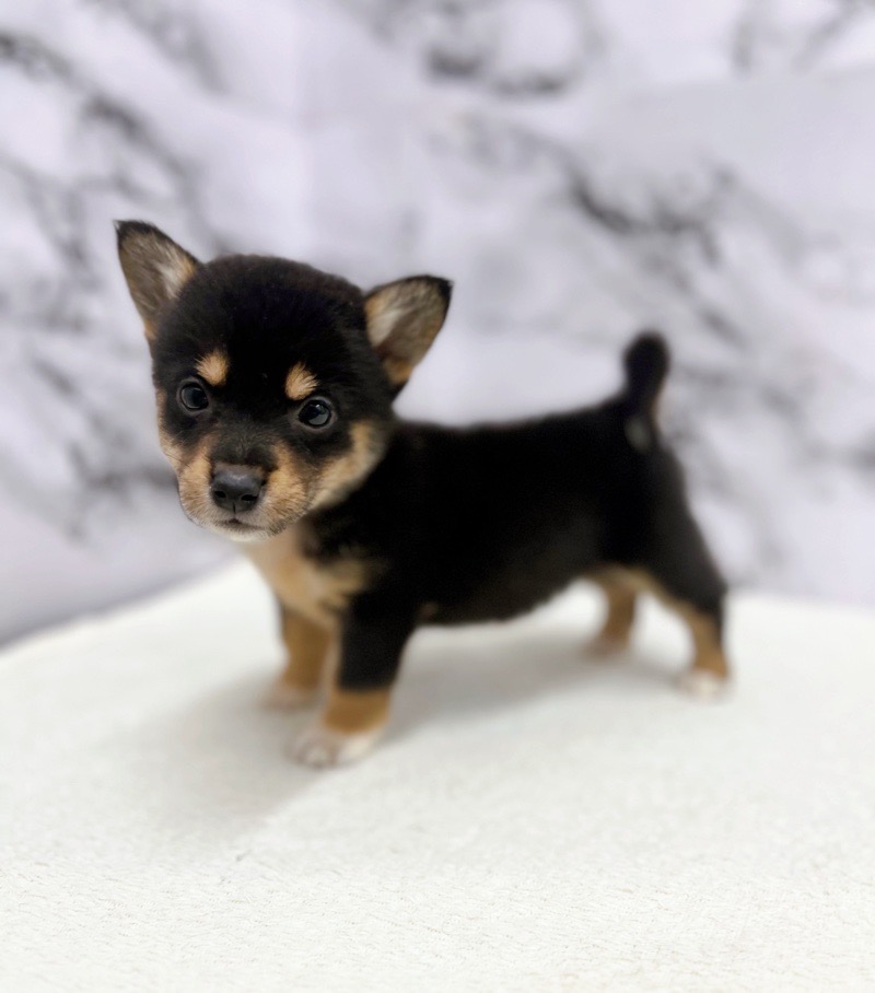 神奈川県のハーフ犬・ミックス犬 (かねだい東戸塚店/2025年5月8日生まれ/女の子/黒)の子犬の4枚目の画像