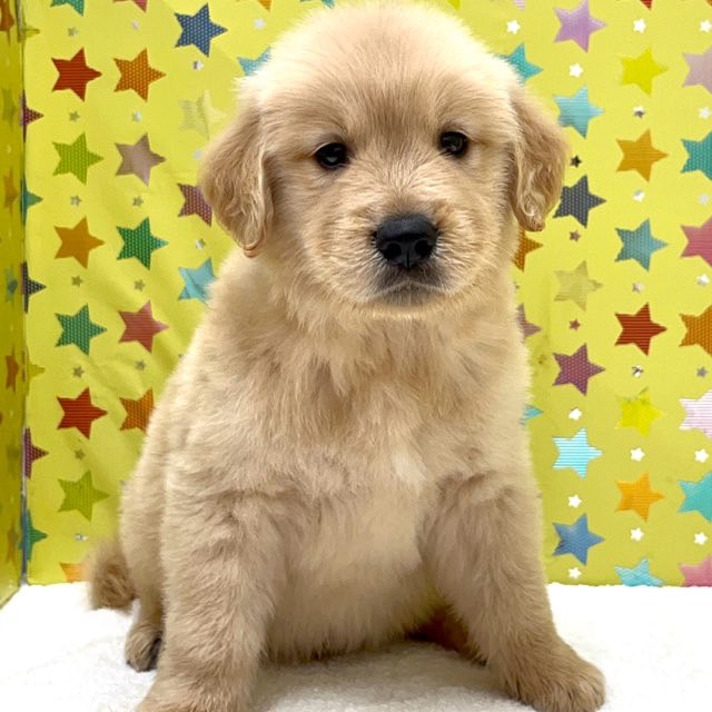 東京都のゴールデンレトリバー (かねだい足立店/2025年5月7日生まれ/男の子/ゴールデン)の子犬の1枚目の画像