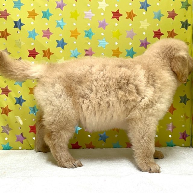 東京都のゴールデンレトリバー (かねだい足立店/2025年5月7日生まれ/男の子/ゴールデン)の子犬の3枚目の画像