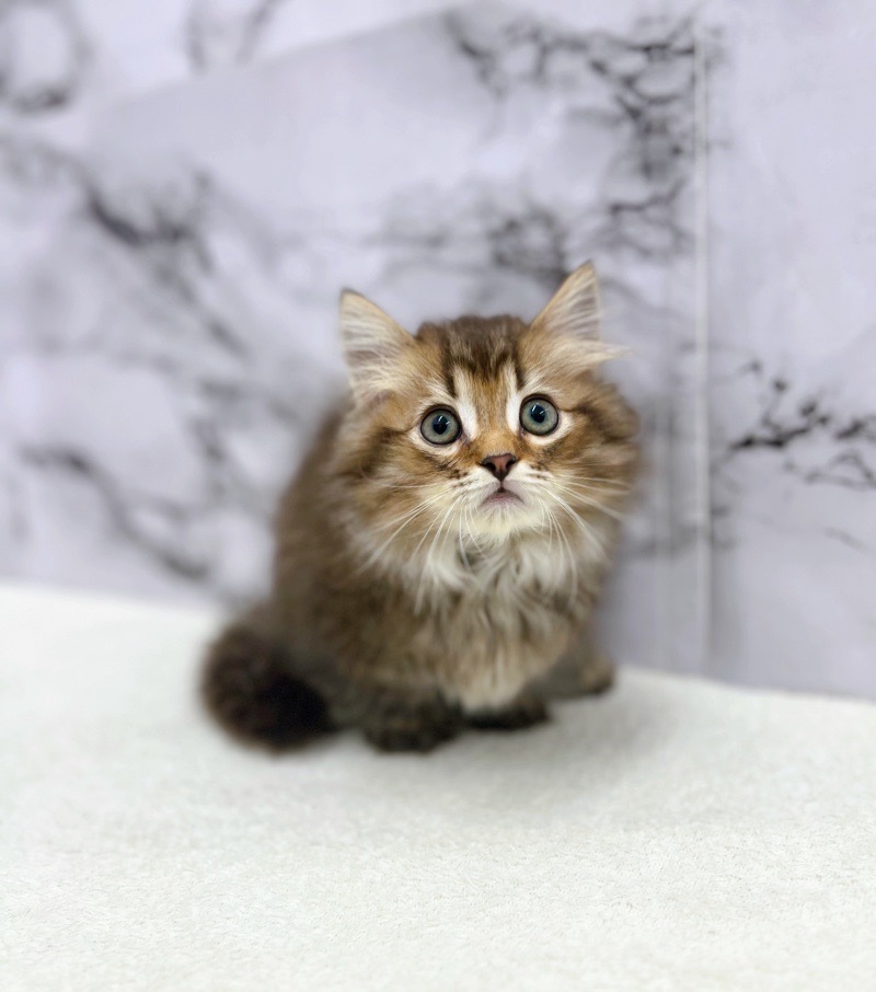 神奈川県のマンチカン (かねだい東戸塚店/2025年5月1日生まれ/男の子/ブラウンタビー)の子猫の1枚目の画像