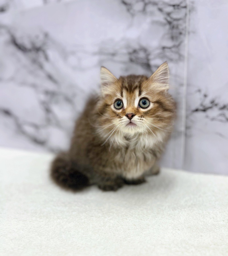 神奈川県のマンチカン (かねだい東戸塚店/2025年5月1日生まれ/男の子/ブラウンタビー)の子猫の2枚目の画像