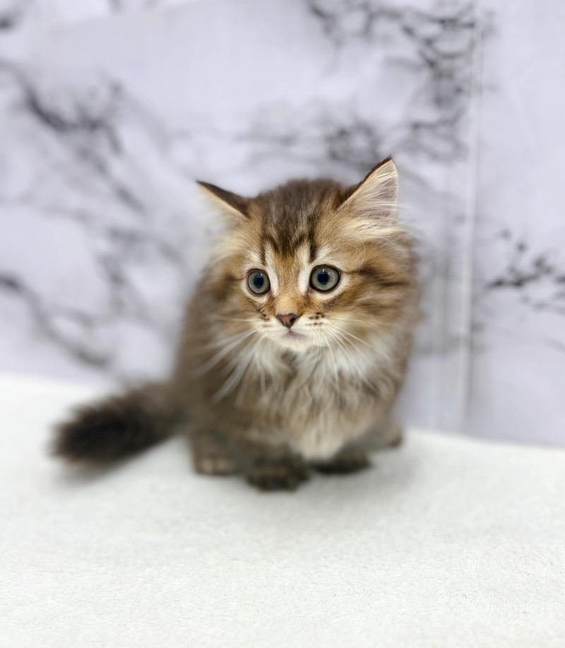 神奈川県のマンチカン (かねだい東戸塚店/2025年5月1日生まれ/男の子/ブラウンタビー)の子猫の3枚目の画像