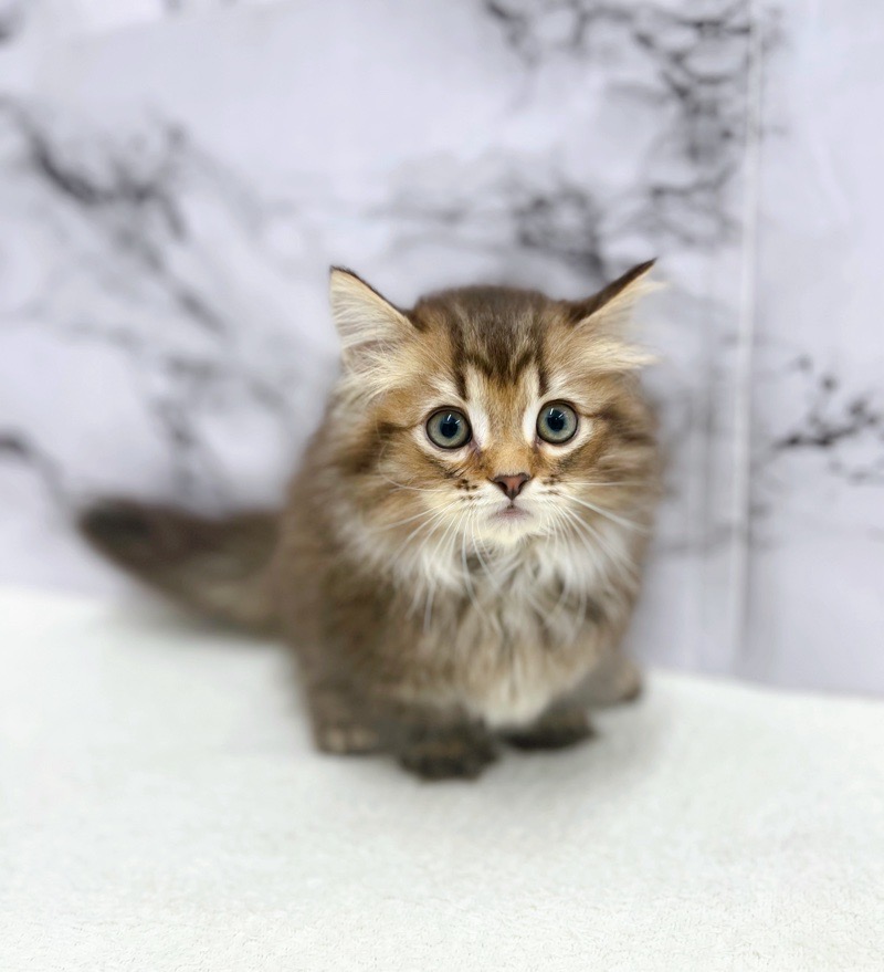 神奈川県のマンチカン (かねだい東戸塚店/2025年5月1日生まれ/男の子/ブラウンタビー)の子猫の4枚目の画像
