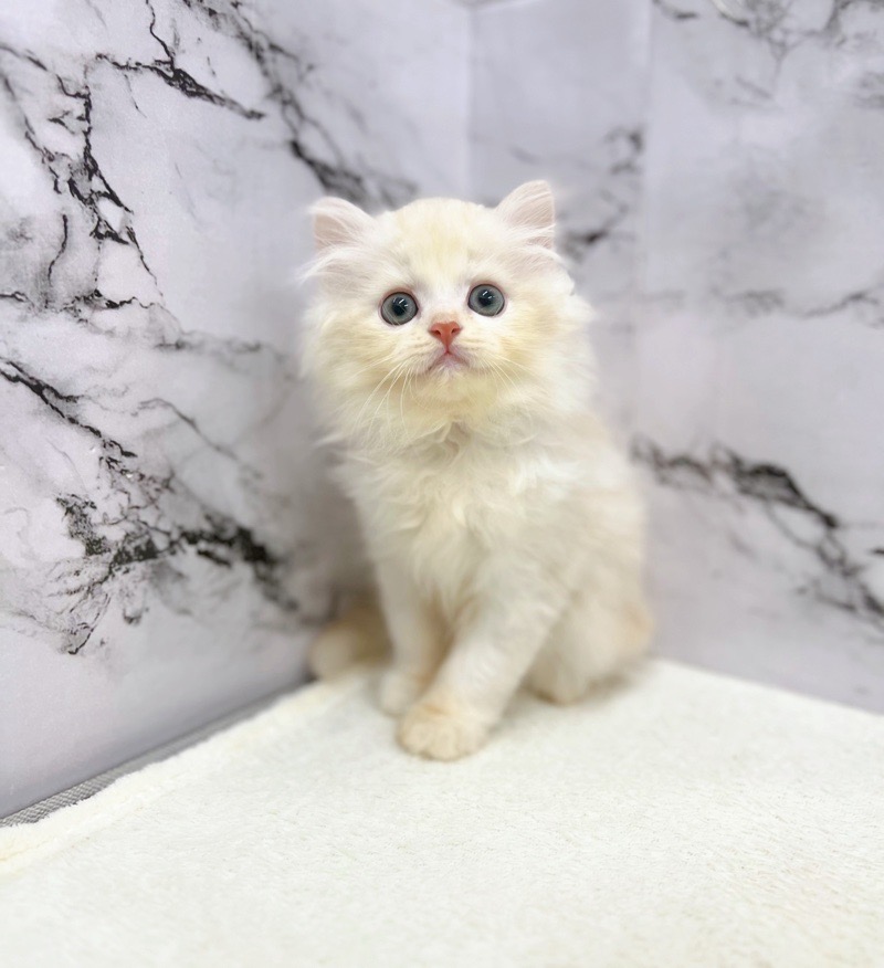 神奈川県のハーフ猫・ミックス猫 (かねだい東戸塚店/2025年5月9日生まれ/男の子/クリームタビー)の子猫の1枚目の画像