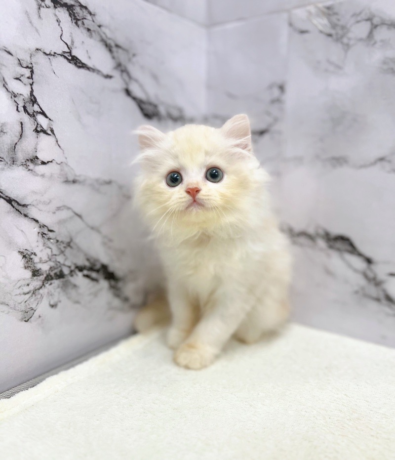 神奈川県のハーフ猫・ミックス猫 (かねだい東戸塚店/2025年5月9日生まれ/男の子/クリームタビー)の子猫の2枚目の画像