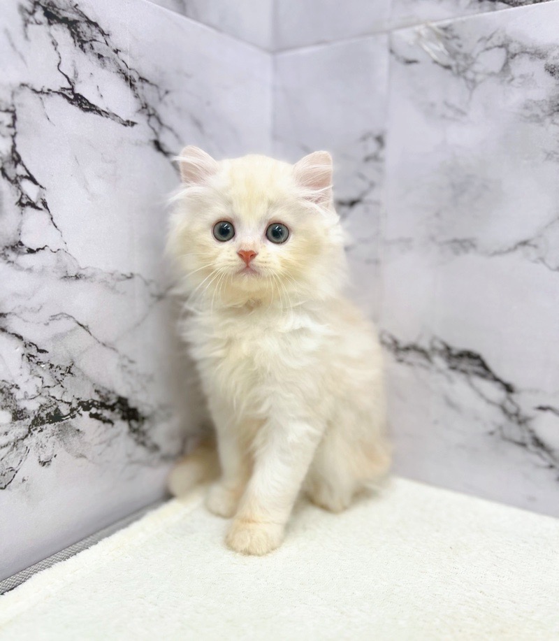 神奈川県のハーフ猫・ミックス猫 (かねだい東戸塚店/2025年5月9日生まれ/男の子/クリームタビー)の子猫の3枚目の画像