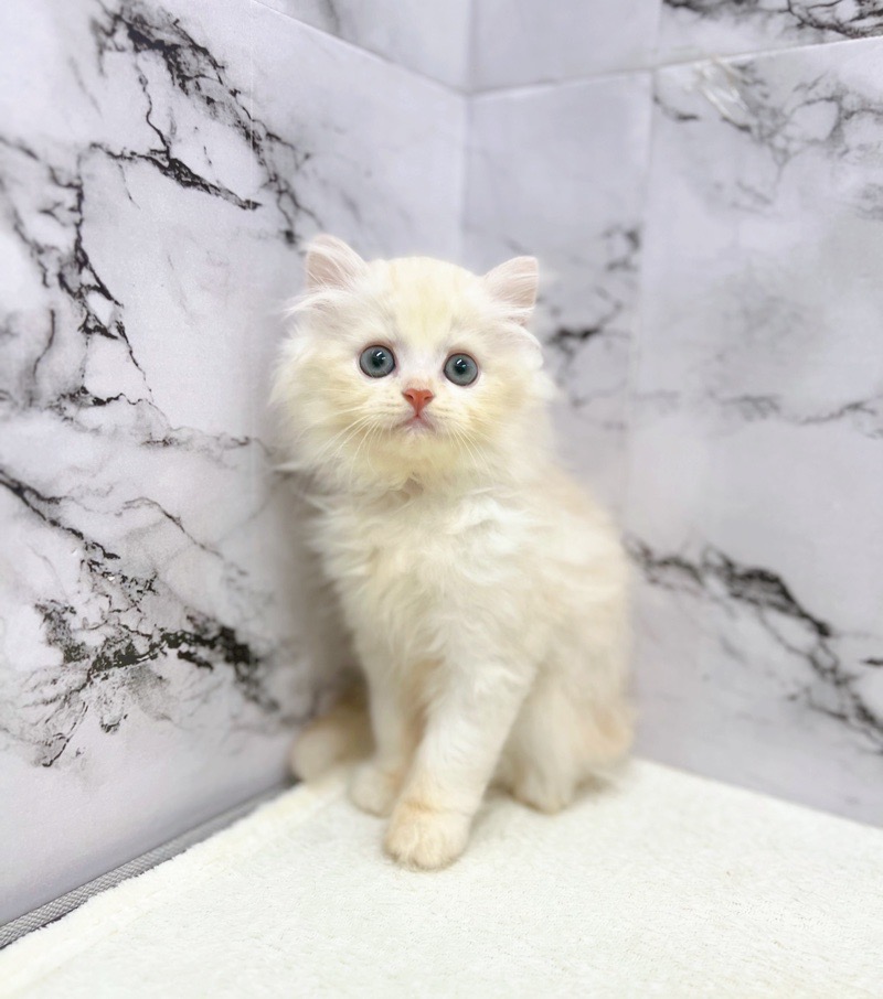 神奈川県のハーフ猫・ミックス猫 (かねだい東戸塚店/2025年5月9日生まれ/男の子/クリームタビー)の子猫の4枚目の画像