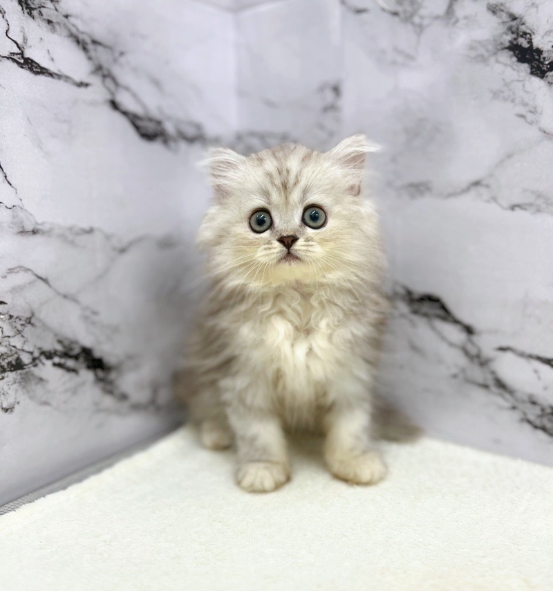 神奈川県のハーフ猫・ミックス猫 (かねだい東戸塚店/2025年5月9日生まれ/女の子/シルバータビー)の子猫の1枚目の画像