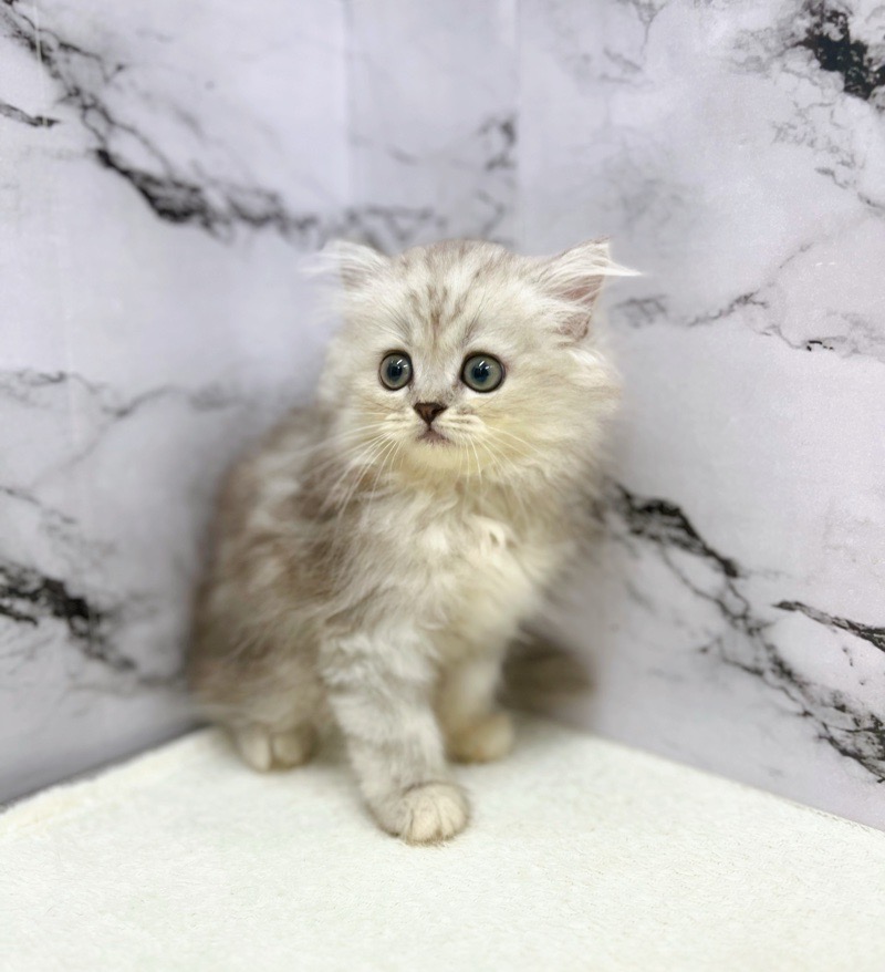 神奈川県のハーフ猫・ミックス猫 (かねだい東戸塚店/2025年5月9日生まれ/女の子/シルバータビー)の子猫の2枚目の画像