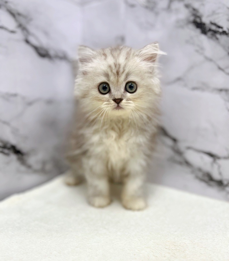 神奈川県のハーフ猫・ミックス猫 (かねだい東戸塚店/2025年5月9日生まれ/女の子/シルバータビー)の子猫の3枚目の画像