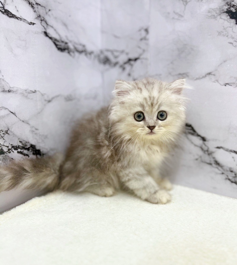 神奈川県のハーフ猫・ミックス猫 (かねだい東戸塚店/2025年5月9日生まれ/女の子/シルバータビー)の子猫の4枚目の画像