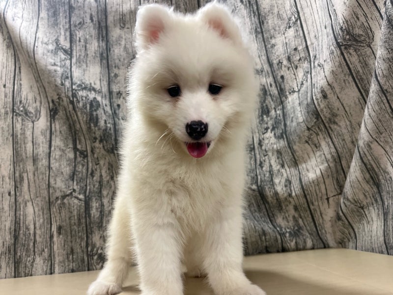 埼玉県のサモエド (かねだいアクアパーク店/2025年5月8日生まれ/男の子/ホワイト)の子犬