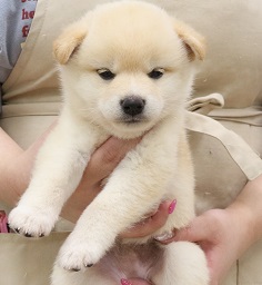 神奈川県の柴犬(標準サイズ) (かねだい伊勢原店/2025年5月8日生まれ/女の子/淡赤)の子犬