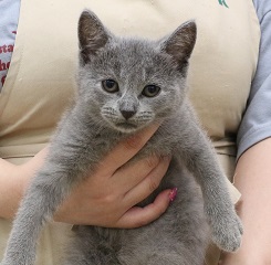 神奈川県のシャルトリュー (かねだい伊勢原店/2025年5月9日生まれ/男の子/ブルー)の子猫