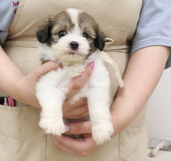 神奈川県のハーフ犬・ミックス犬 (かねだい伊勢原店/2025年5月10日生まれ/女の子/ゴールドホワイト)の子犬