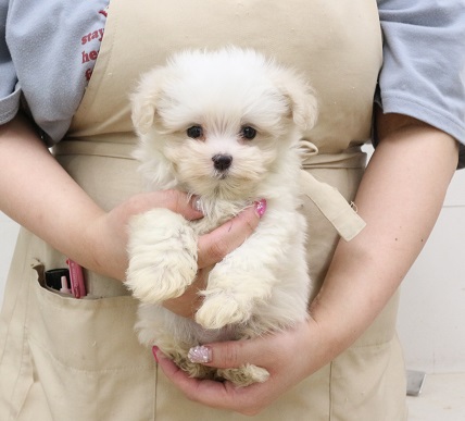 神奈川県のマルチーズ (かねだい伊勢原店/2025年5月9日生まれ/女の子/ホワイト)の子犬
