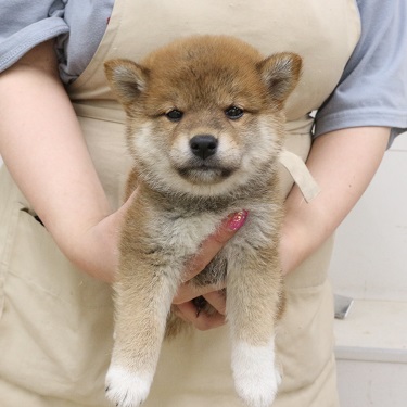 神奈川県の柴犬(標準サイズ) (かねだい伊勢原店/2025年5月3日生まれ/女の子/赤)の子犬