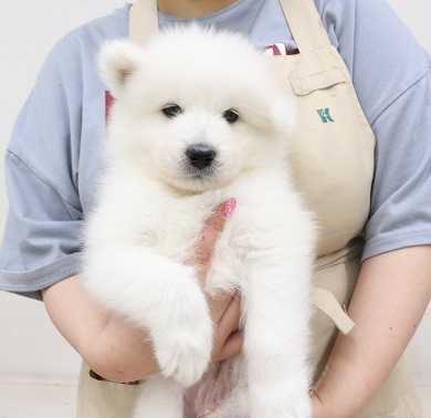 神奈川県のサモエド (かねだい伊勢原店/2025年5月9日生まれ/男の子/ホワイト)の子犬