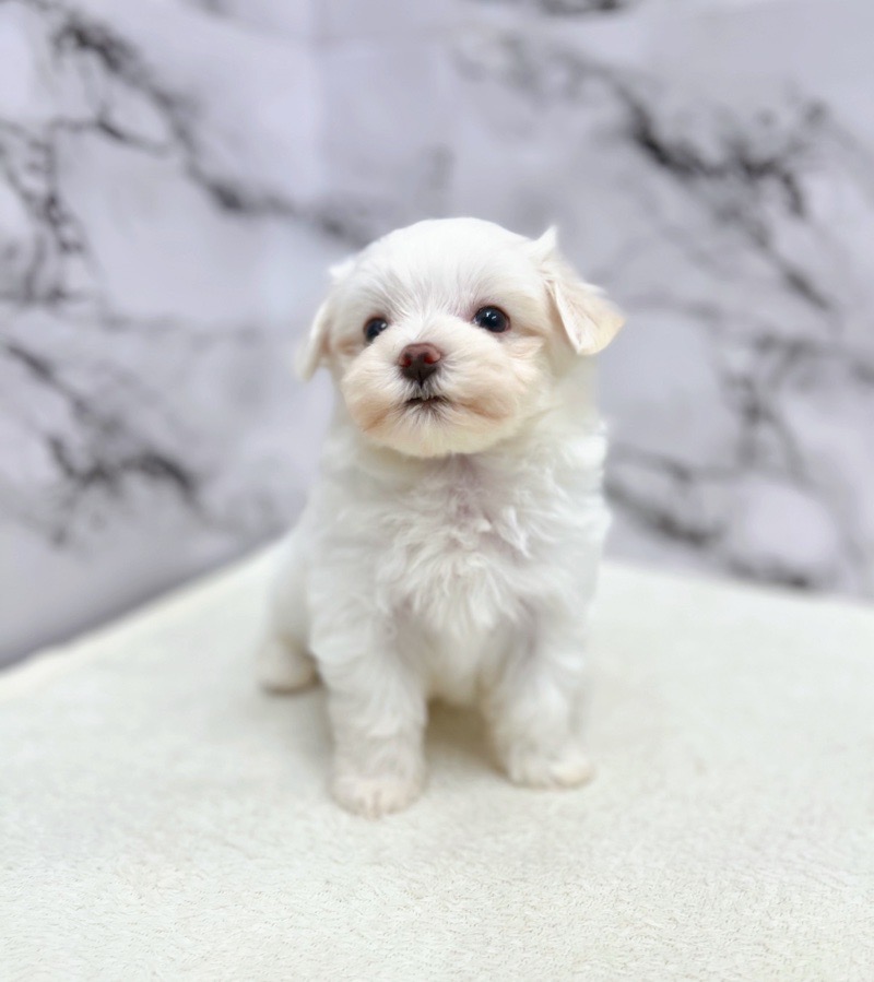 神奈川県のマルチーズ (かねだい東戸塚店/2025年5月10日生まれ/男の子/ホワイト)の子犬の1枚目の画像