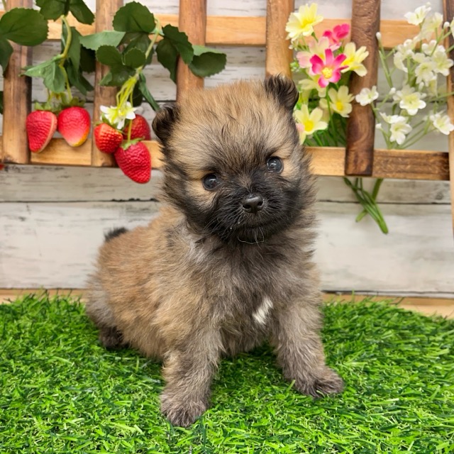 埼玉県のポメラニアン (かねだい所沢店/2025年5月4日生まれ/男の子/オレンジセーブル)の子犬の1枚目の画像