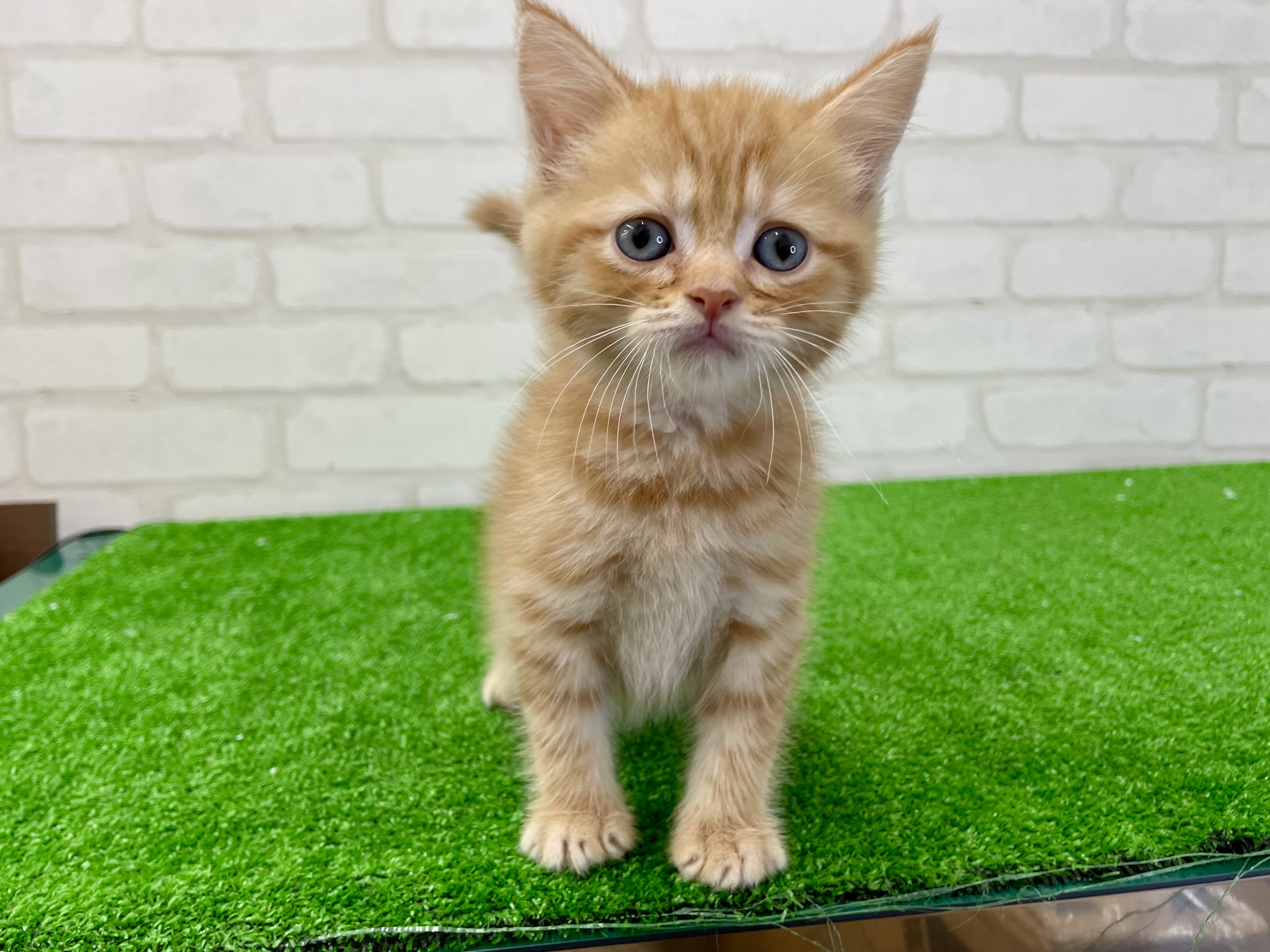 東京都のマンチカン (かねだい立川店/2025年5月10日生まれ/男の子/レッドタビー)の子猫