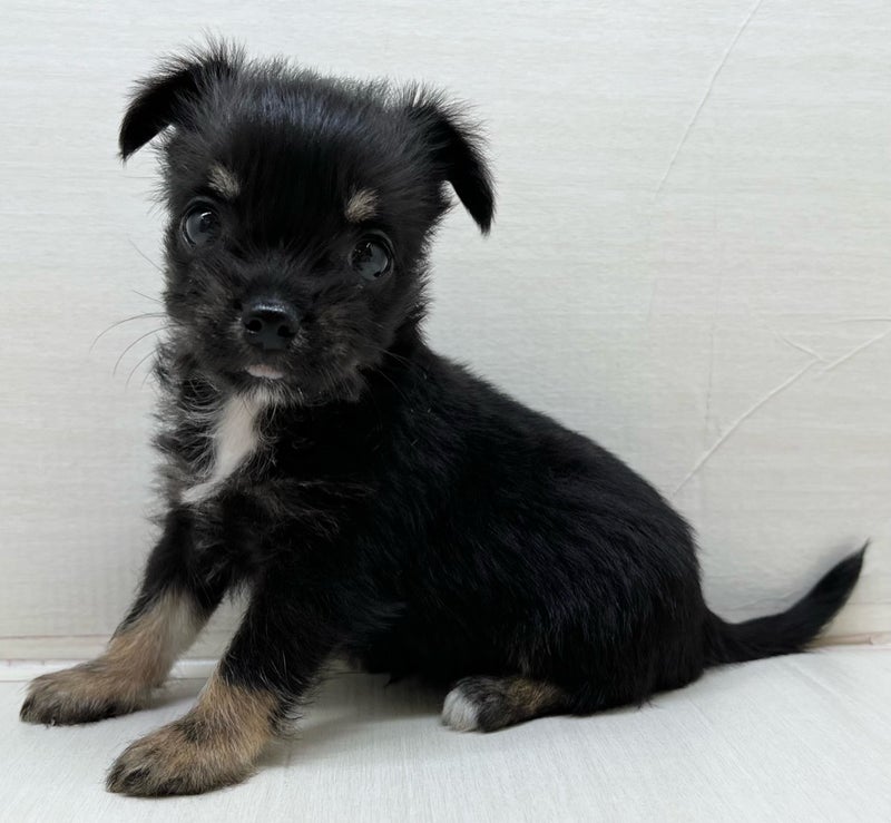 千葉県のハーフ犬・ミックス犬 (かねだい八千代店/2025年5月10日生まれ/女の子/ブラックタンホワイト)の子犬の1枚目の画像