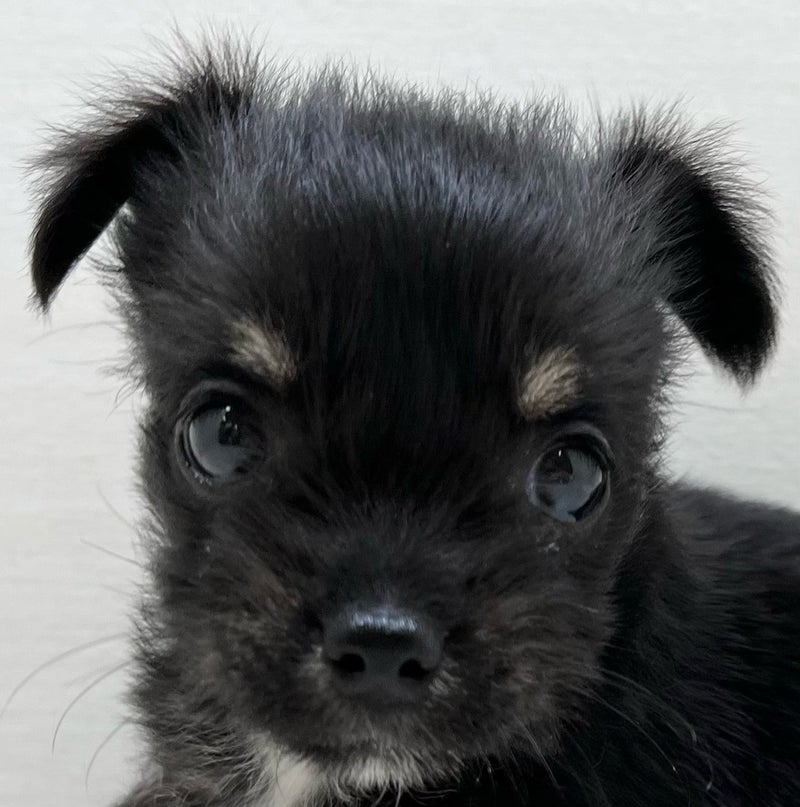 千葉県のハーフ犬・ミックス犬 (かねだい八千代店/2025年5月10日生まれ/女の子/ブラックタンホワイト)の子犬の2枚目の画像