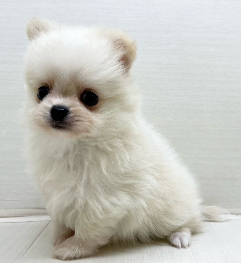 千葉県のハーフ犬・ミックス犬 (かねだい八千代店/2025年5月9日生まれ/男の子/クリーム)の子犬の1枚目の画像