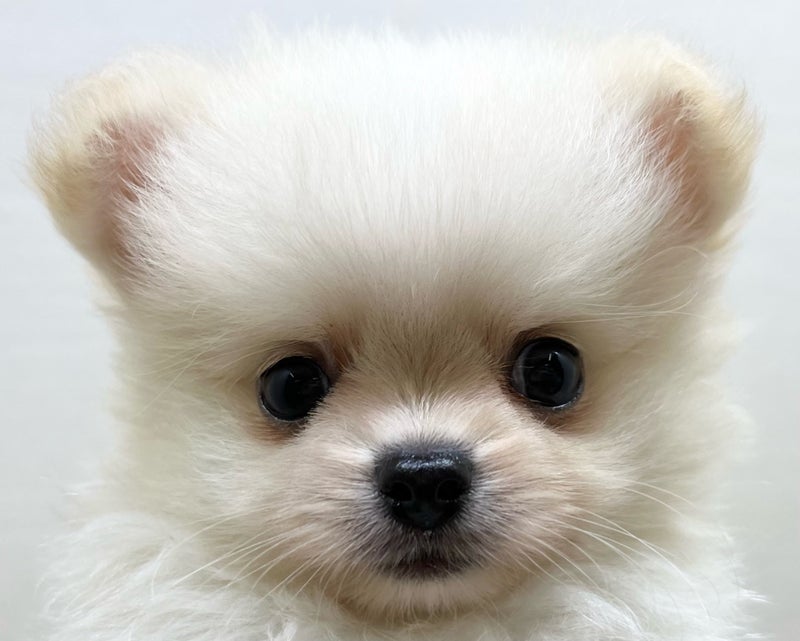 千葉県のハーフ犬・ミックス犬 (かねだい八千代店/2025年5月9日生まれ/男の子/クリーム)の子犬の2枚目の画像