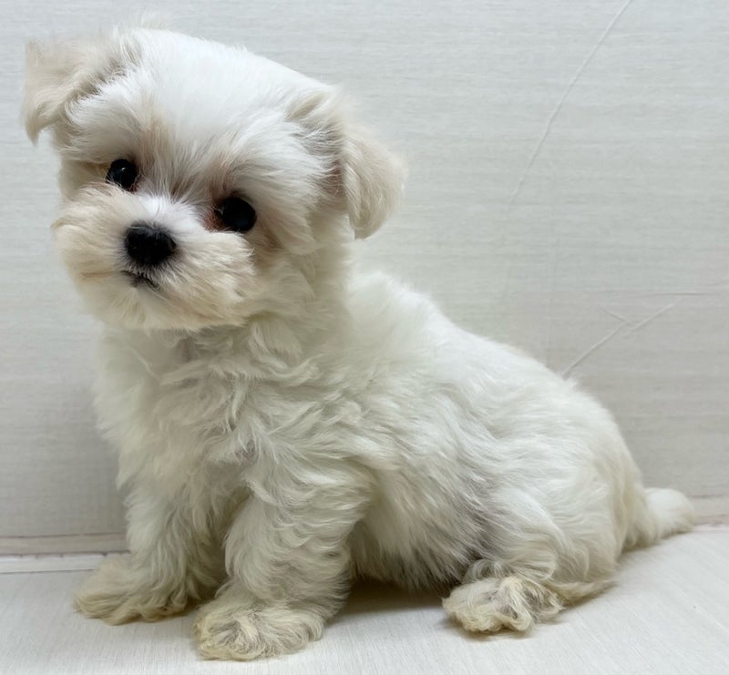千葉県のマルチーズ (かねだい八千代店/2025年5月9日生まれ/女の子/ホワイト)の子犬の1枚目の画像