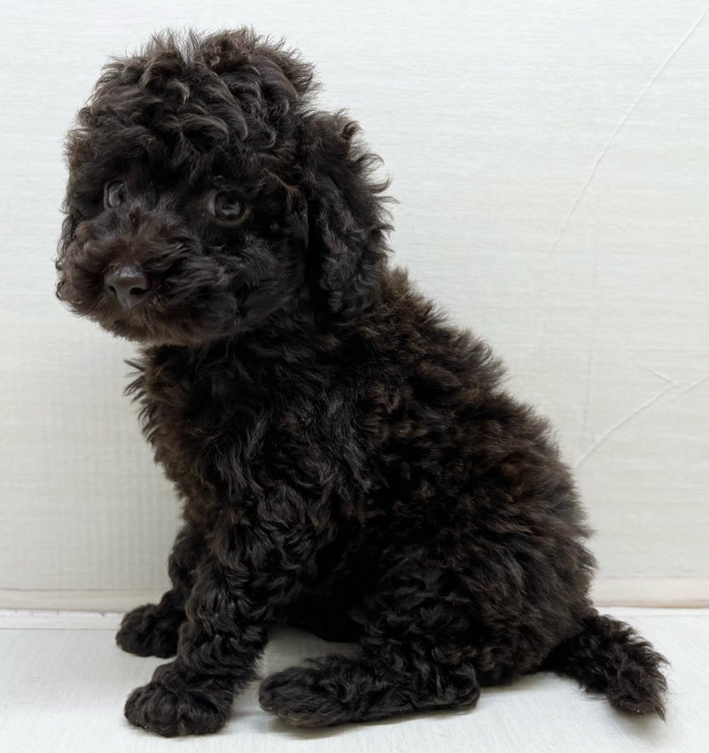 千葉県のトイプードル(トイ) (かねだい八千代店/2025年5月6日生まれ/男の子/ブラウン)の子犬の1枚目の画像