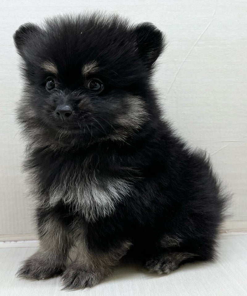 千葉県のポメラニアン (かねだい八千代店/2025年5月9日生まれ/男の子/ブラックタン)の子犬の1枚目の画像