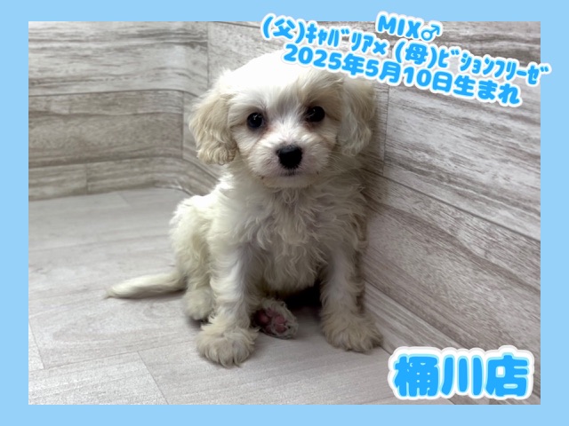 埼玉県のハーフ犬・ミックス犬 (かねだい桶川店/2025年5月10日生まれ/男の子/その他色)の子犬の1枚目の画像