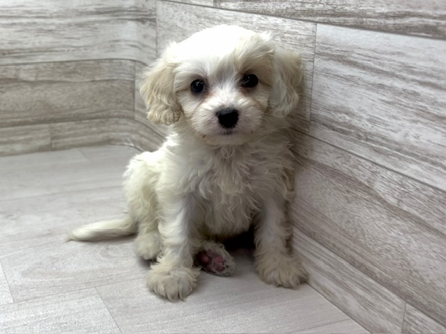 埼玉県のハーフ犬・ミックス犬 (かねだい桶川店/2025年5月10日生まれ/男の子/その他色)の子犬の2枚目の画像