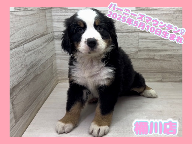 埼玉県のバーニーズマウンテンドッグ (かねだい桶川店/2025年5月10日生まれ/女の子/ブラックラストホワイト)の子犬の1枚目の画像