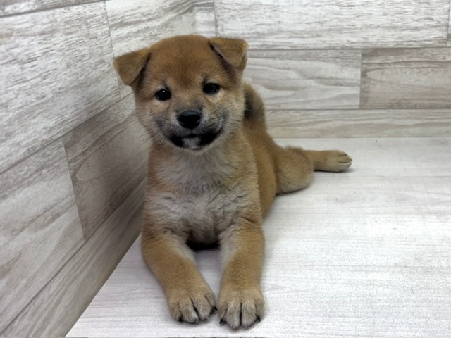 埼玉県の柴犬(標準サイズ) (かねだい桶川店/2025年5月10日生まれ/女の子/赤)の子犬の2枚目の画像