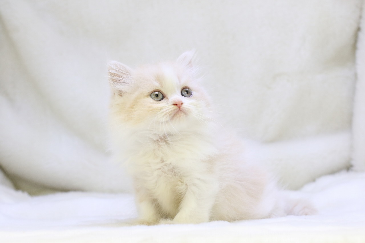 埼玉県のラガマフィン (かねだい草加店/2025年5月10日生まれ/男の子/クリームホワイト)の子猫の1枚目の画像