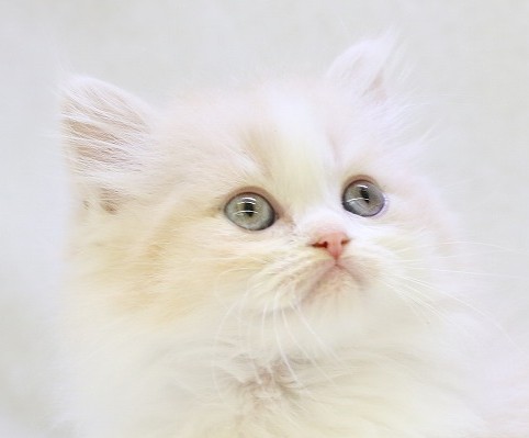 埼玉県のラガマフィン (かねだい草加店/2025年5月10日生まれ/男の子/クリームホワイト)の子猫の2枚目の画像